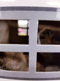 Close-up of cat looking through window