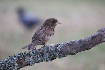 Close-up of bird perching on branch