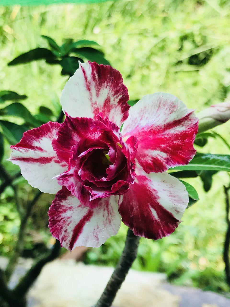 CLOSE-UP OF PINK ROSE