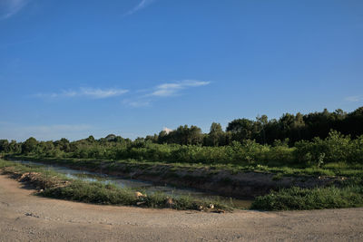 Trees on field against blue sky