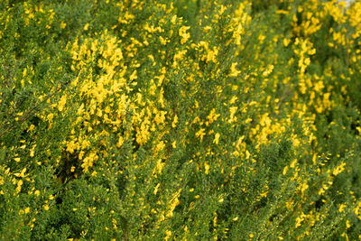 Full frame shot of yellow flowering plants on field