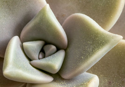 High angle view of succulent plant