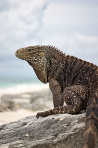 Close-up of lizard on rock against sky