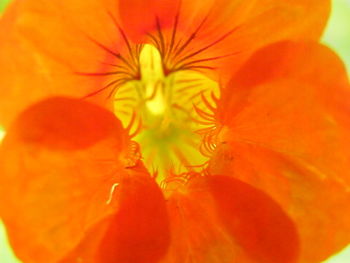 Macro shot of orange flower