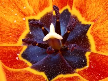 Full frame shot of orange flower