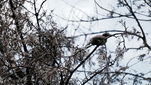 Low angle view of eagle perching on bare tree against sky