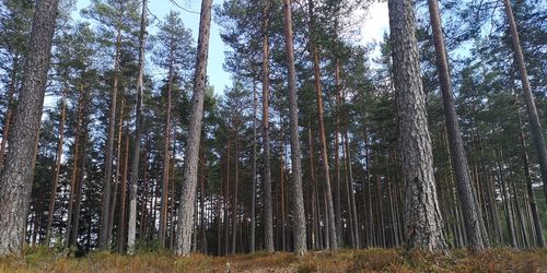 Low angle view of bamboo trees in forest