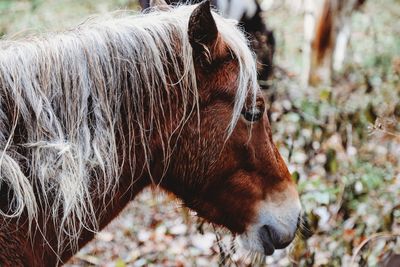 Horse in a field