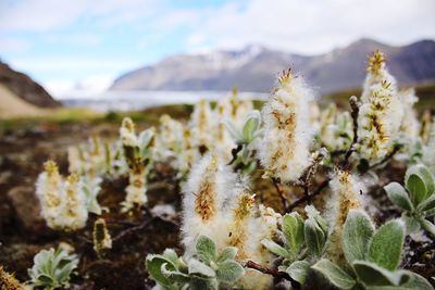 Flowers in plant with mountain in background