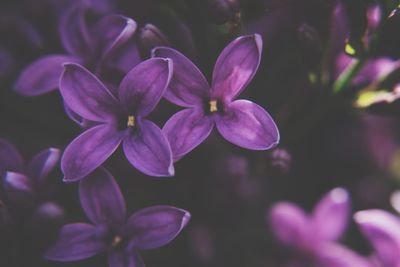 Close-up of purple flowering plants