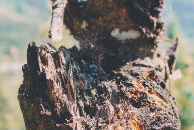 Close-up of butterfly on tree trunk