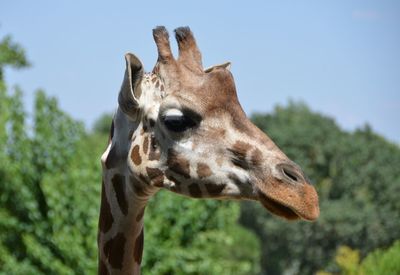 Close-up of an animal