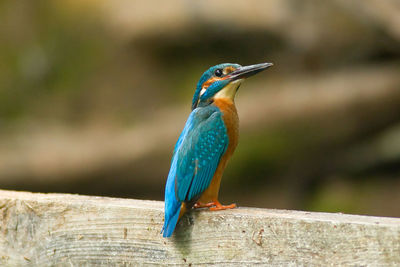 Close-up of bird perching on wood