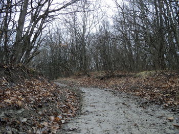 Bare trees in forest