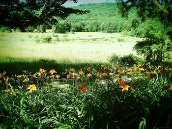 Scenic view of landscape