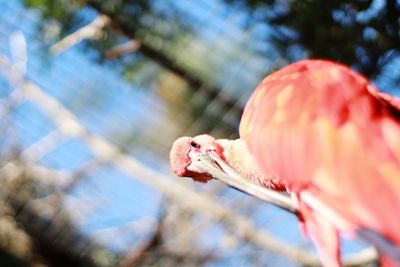 Close-up of bird perching on pink flower