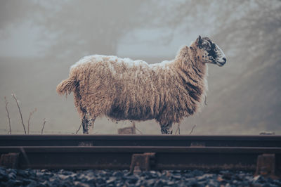 Sheep near train tracks with fog in the background 