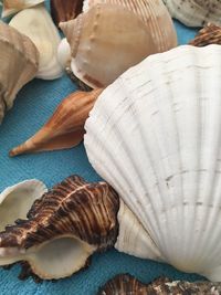 Close-up of seashells