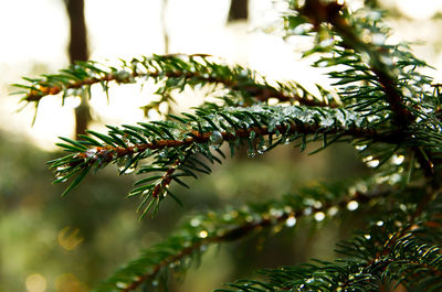 Close-up of pine tree branch