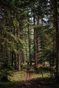 Trees in forest