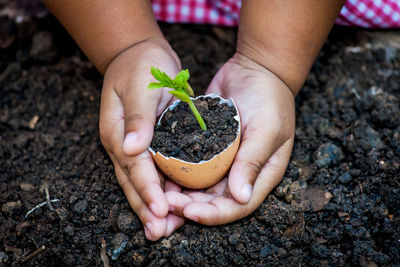 Close-up of hand holding plant