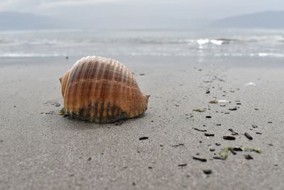 Close-up of shell on sandy bach