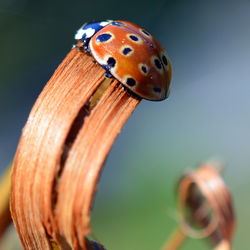 Close-up of ladybug on leaf