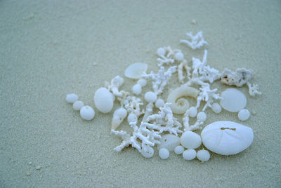 High angle view of shells on beach