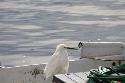 Seagull perching on a sea