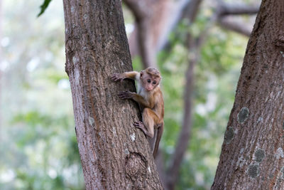 Squirrel on tree trunk