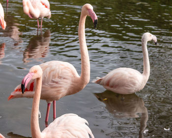 Flamingos in lake