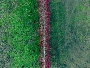 High angle view of plants on land