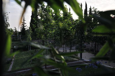 Trees in forest against sky