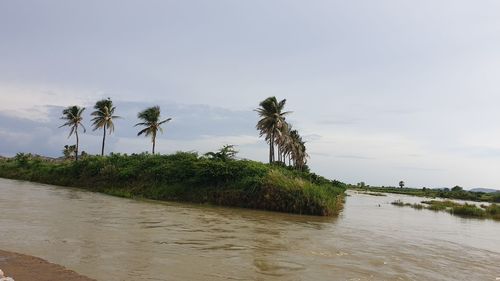 Scenic view of palm trees against sky