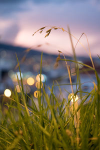 Close-up of grass on field against sky