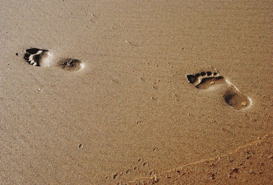 sand, beach, animal themes, high angle view, shore, footprint, animals in the wild, wildlife, one animal, sunlight, nature, day, outdoors, no people, sandy, shadow, textured, seashell, brown, close-up