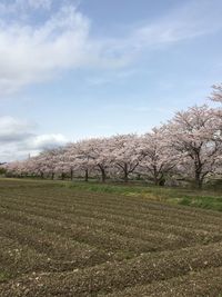 Trees against sky