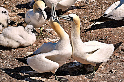 High angle view of swans on field