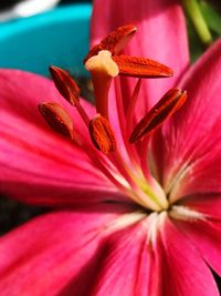 Close-up of pink flower blooming outdoors