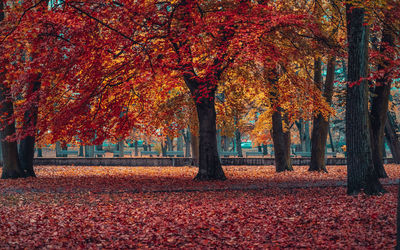 Sunlight falling on autumn leaves in park