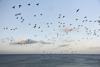 Flock of birds flying over sea