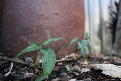 Close-up of plant growing on field