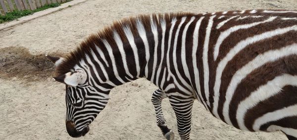 Zebra in a zoo