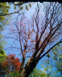 Low angle view of tree against sky