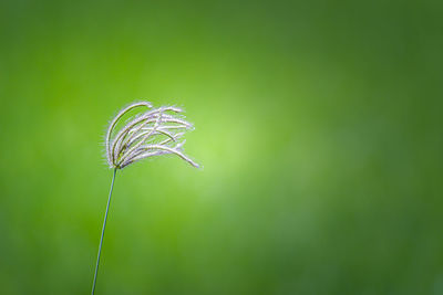 Close-up of dandelion on field