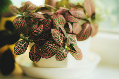 Fittonia with bright green leaves and pink or white veins close-up. houseplants on a windowsill. 