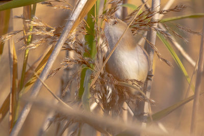 Close-up of a bird