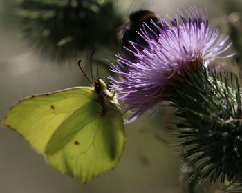 Close-up of honey bee pollinating flower