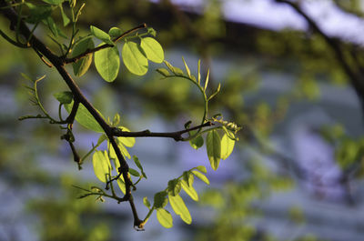 Close-up of fresh green plant