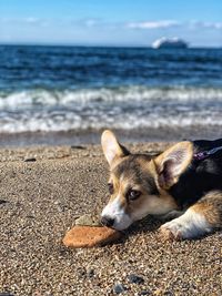 High angle view of dog on beach